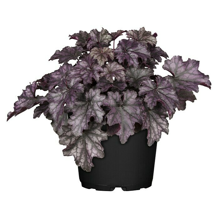 Piardino Purpurglöckchen Heuchera Hybride Topfgröße 13 cm