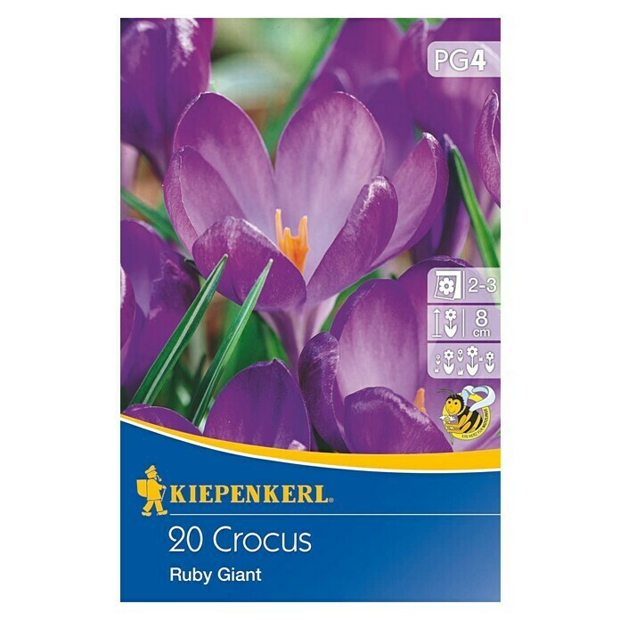 Kiepenkerl Frühlingsblumenzwiebeln Wildkrokus Ruby Giant Crocus