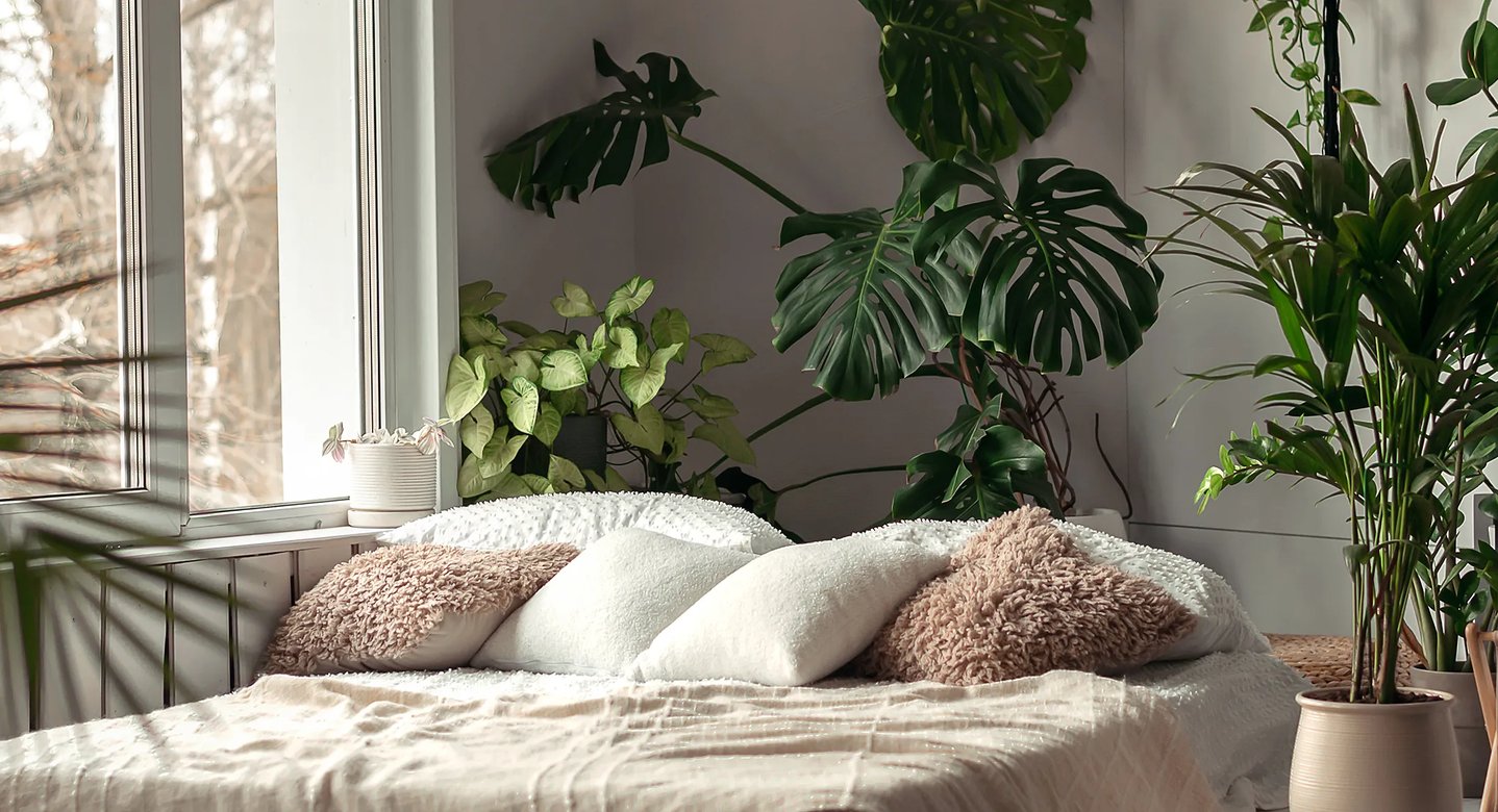 monstera monkey mask gelbe blätter Monstera adansonii - Philodendron Monkey Mask Houseplants | Hortology main image 0