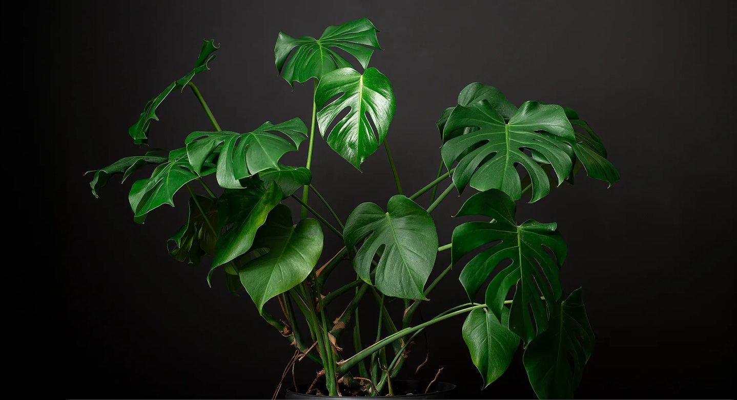 Monstera pflegen: Standort, Gieen & Vermehrung