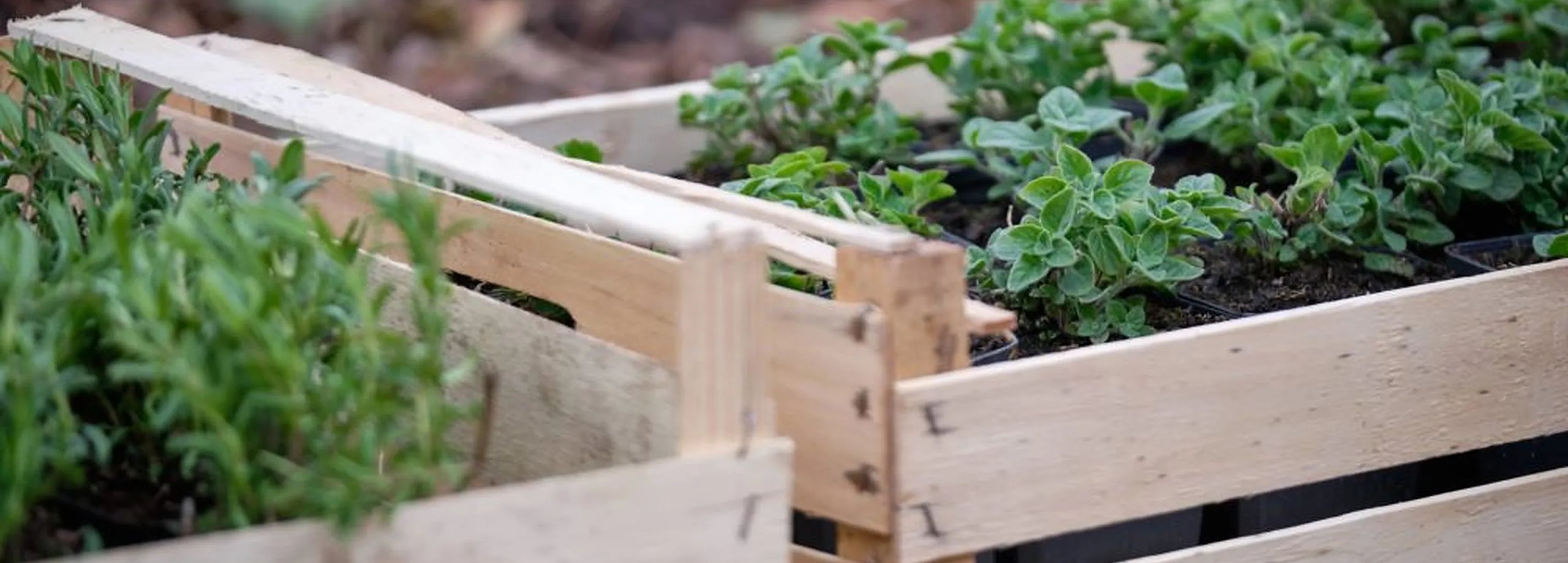 Huerto en la terraza: cómo hacer una huerta en casa paso a paso