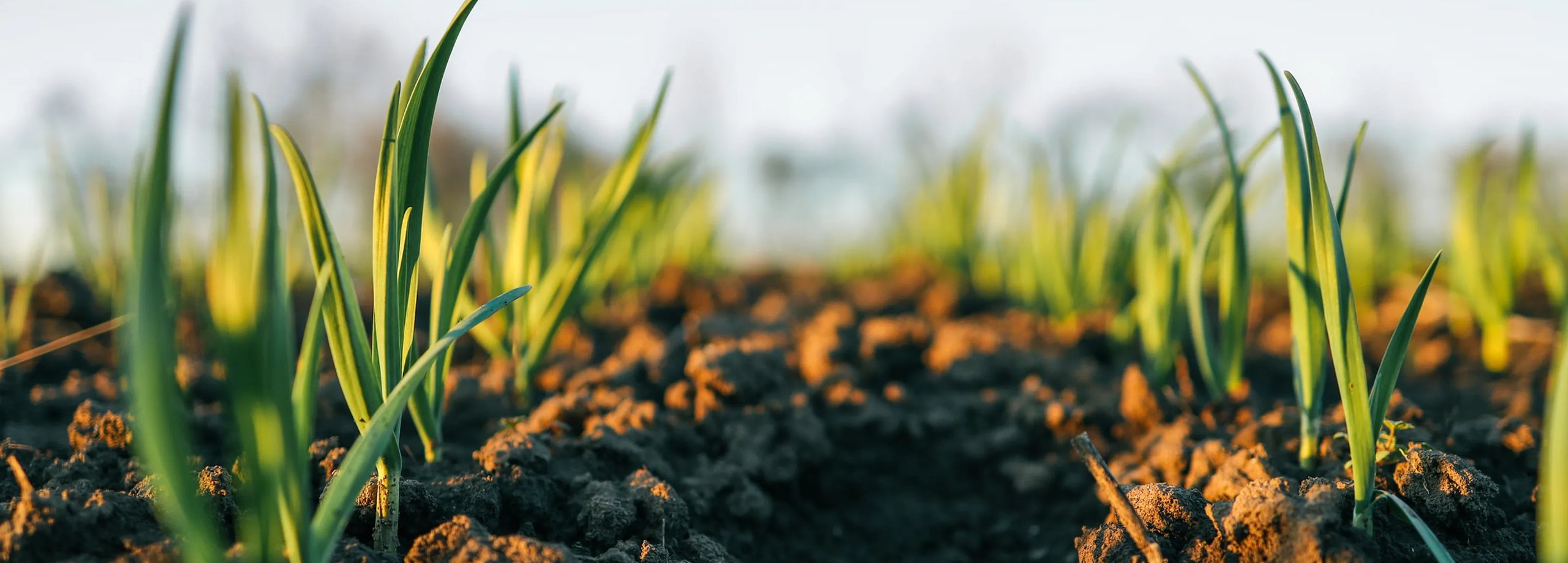 Calendario de siembra: cuándo es el momento de plantar cada cultivo