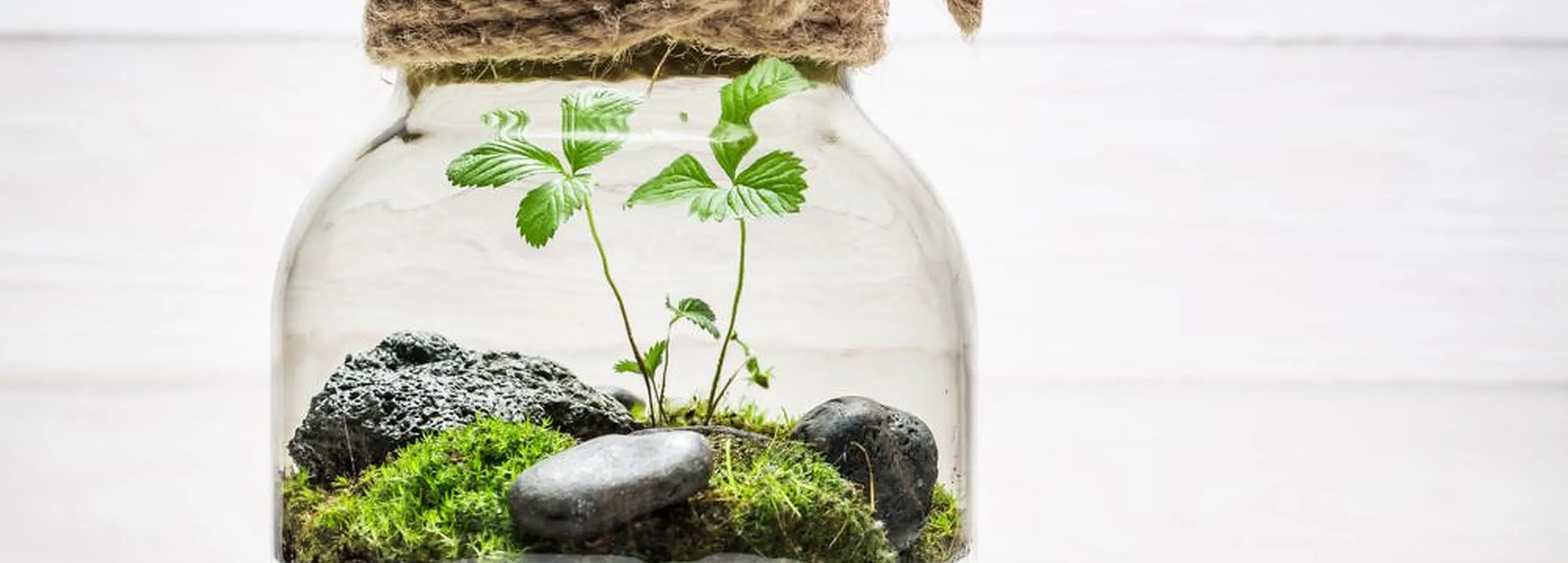 ¿Qué es un jardín eterno? Claves para crear el tuyo