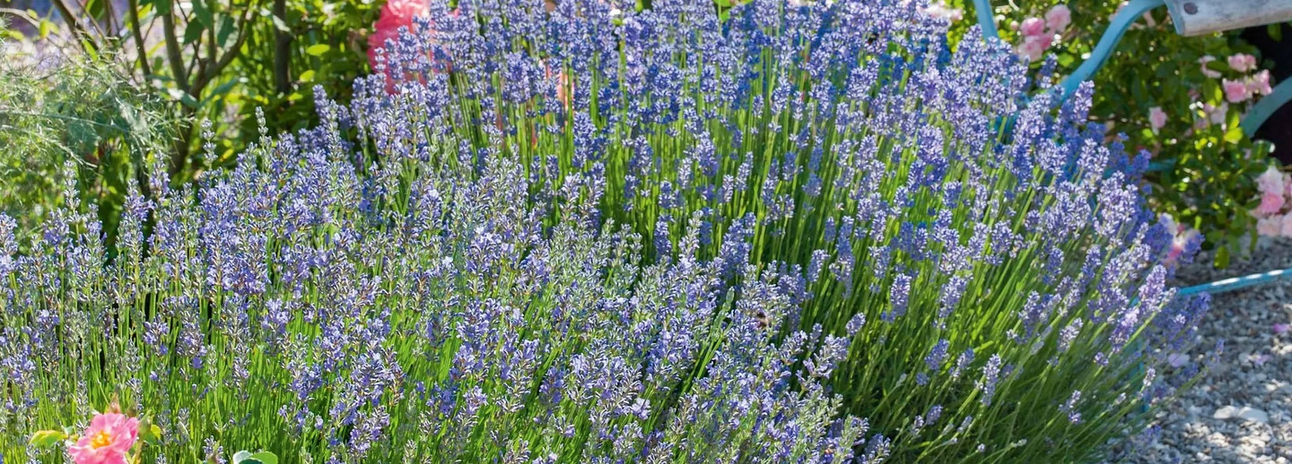 Cuidados de la lavanda: ¿qué hay que tener en cuenta?