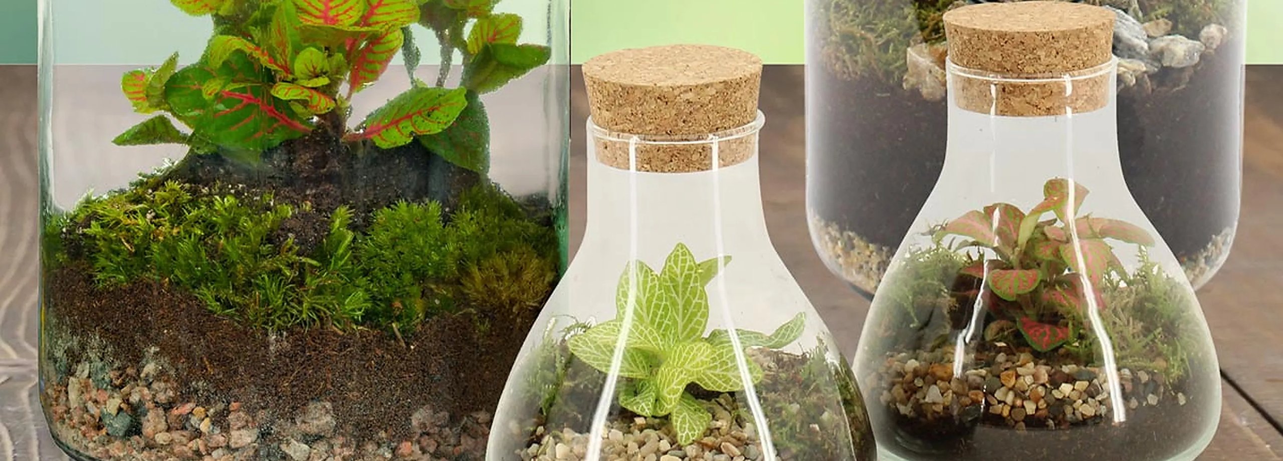 Cómo cuidar un terrario cerrado: cultiva un jardín en miniatura