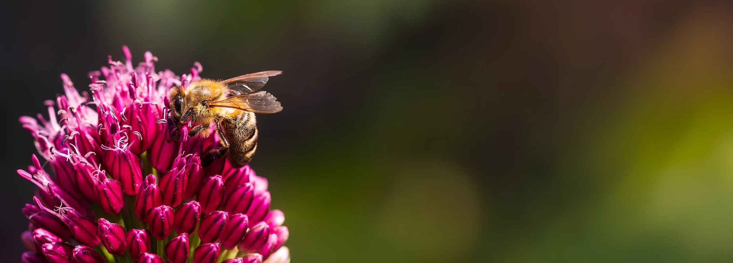 Bienenfreundlicher Garten