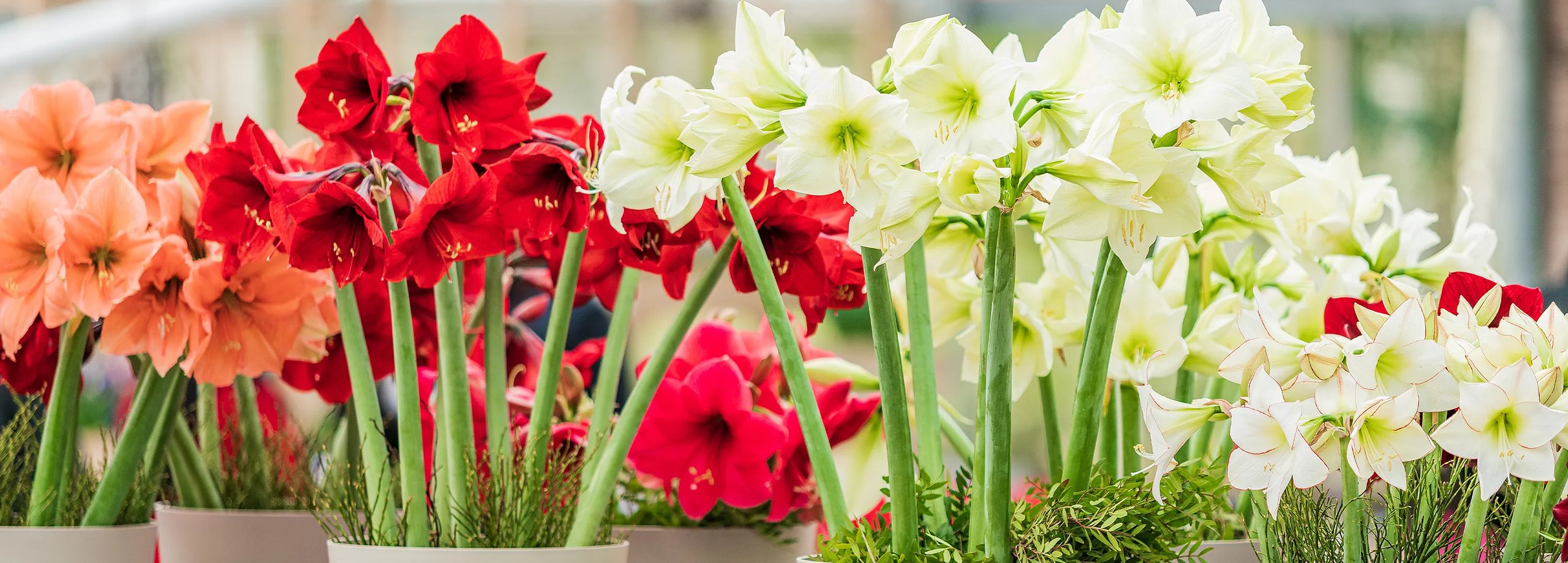 Amaryllis pflegen