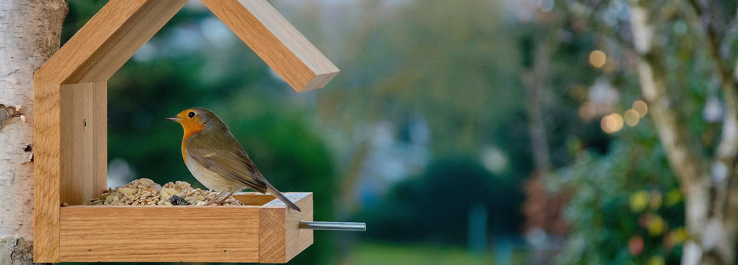 Vogelvielalt im Garten entdecken
