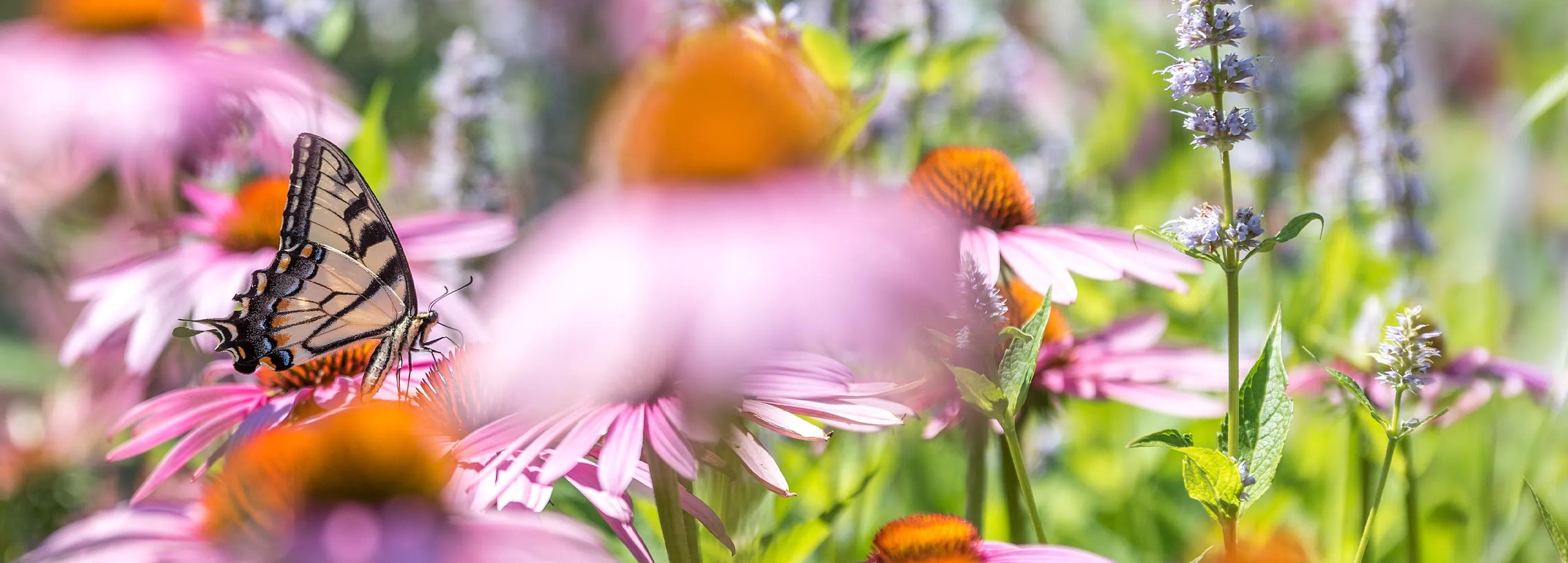 Insektenfreundlicher Garten