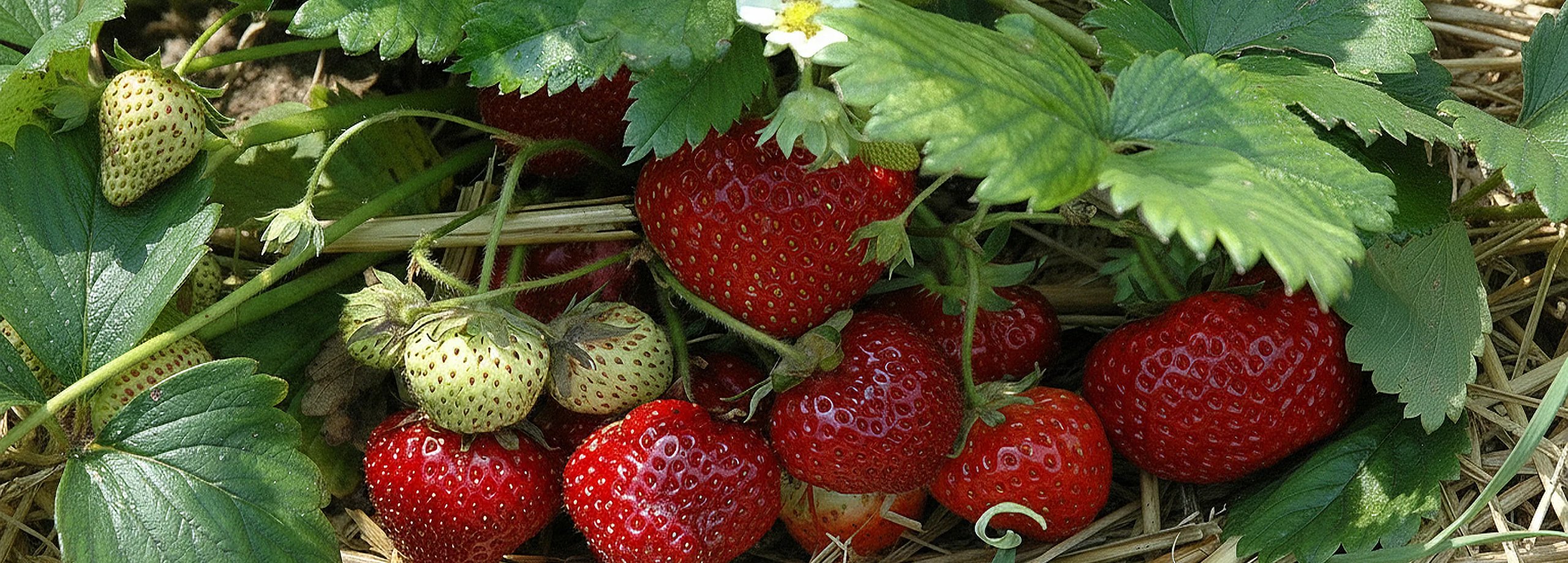 Saftige Erdbeersorten & Wissenswertes rund um den Anbau