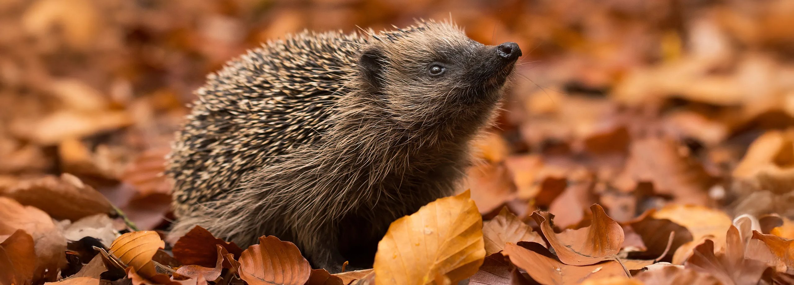 So helfen Sie Igeln im Herbst
