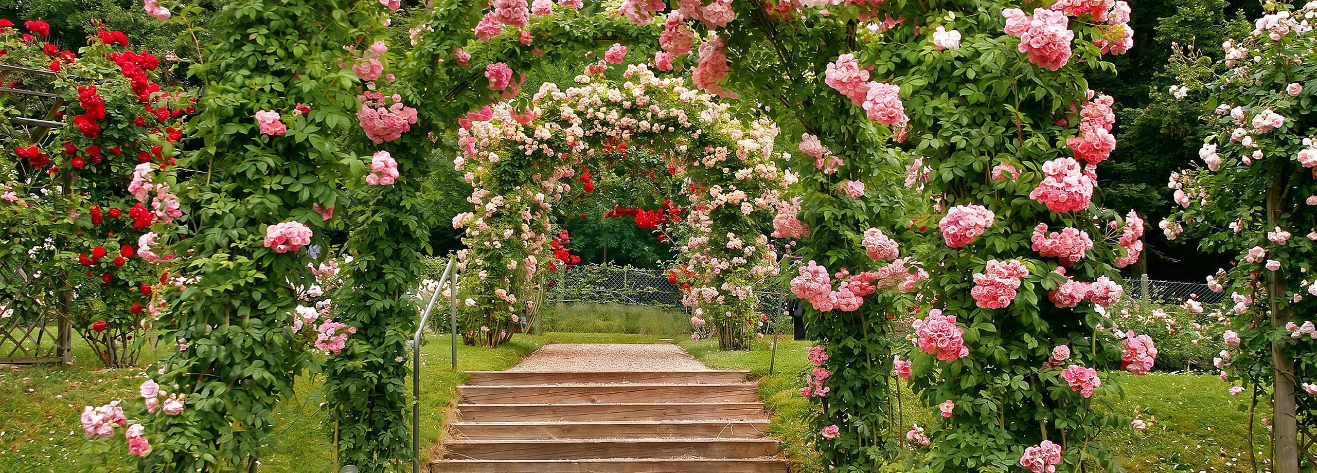 Sinnlich duftende Rosen
