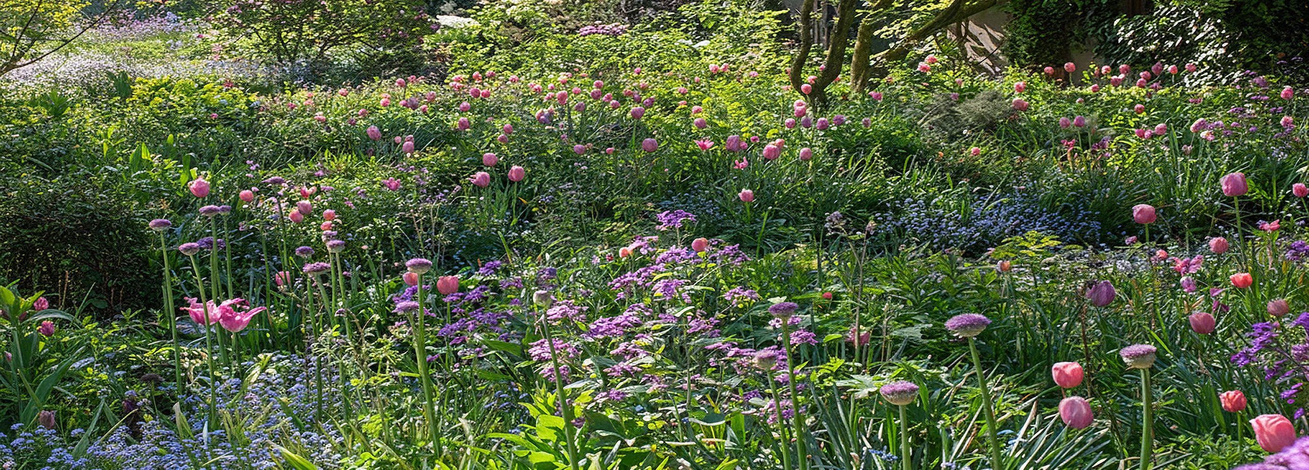 Vielfältige Blumenzwiebeln
