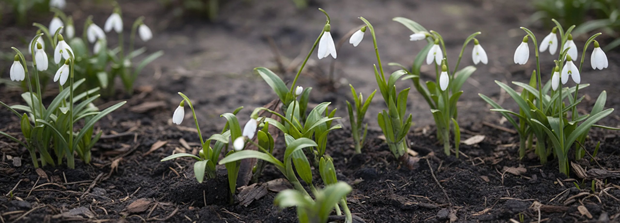 Gartentipps im Februar