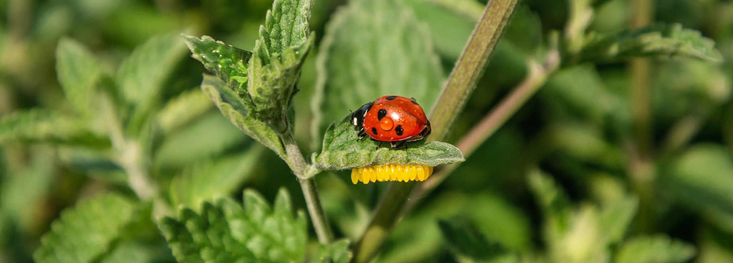 Kleine Helfer im Garten