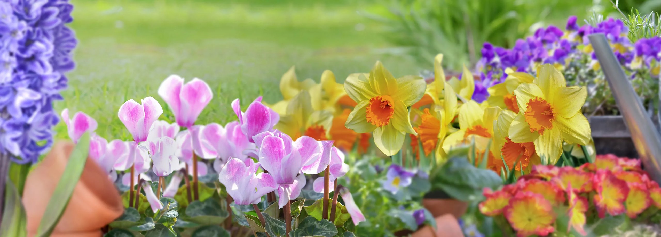 Blumenzwiebeln pflanzen