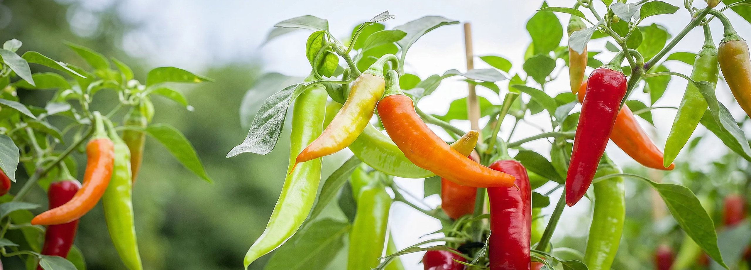Paprika & Chili im Eigenanbau