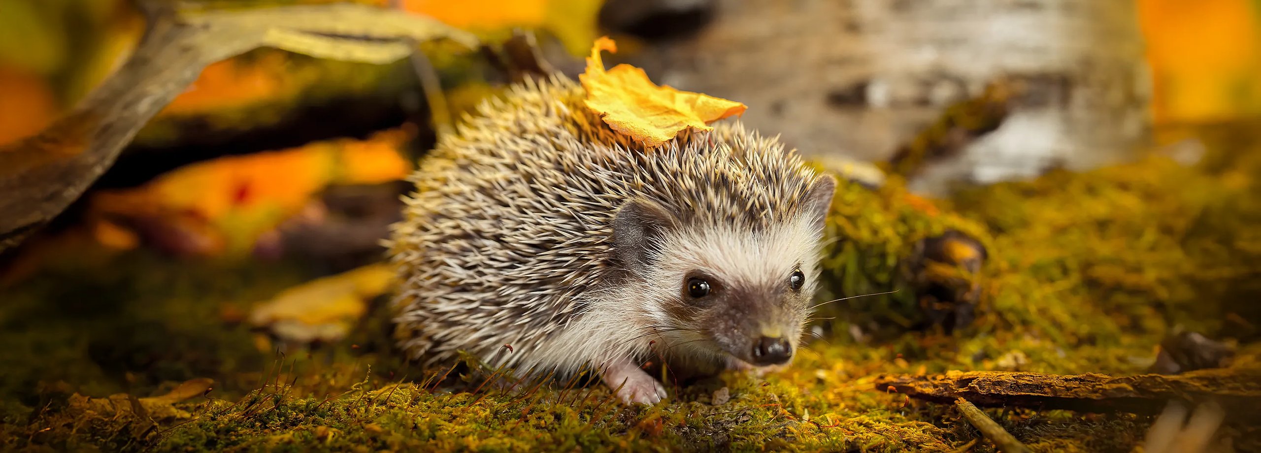Igel im Garten