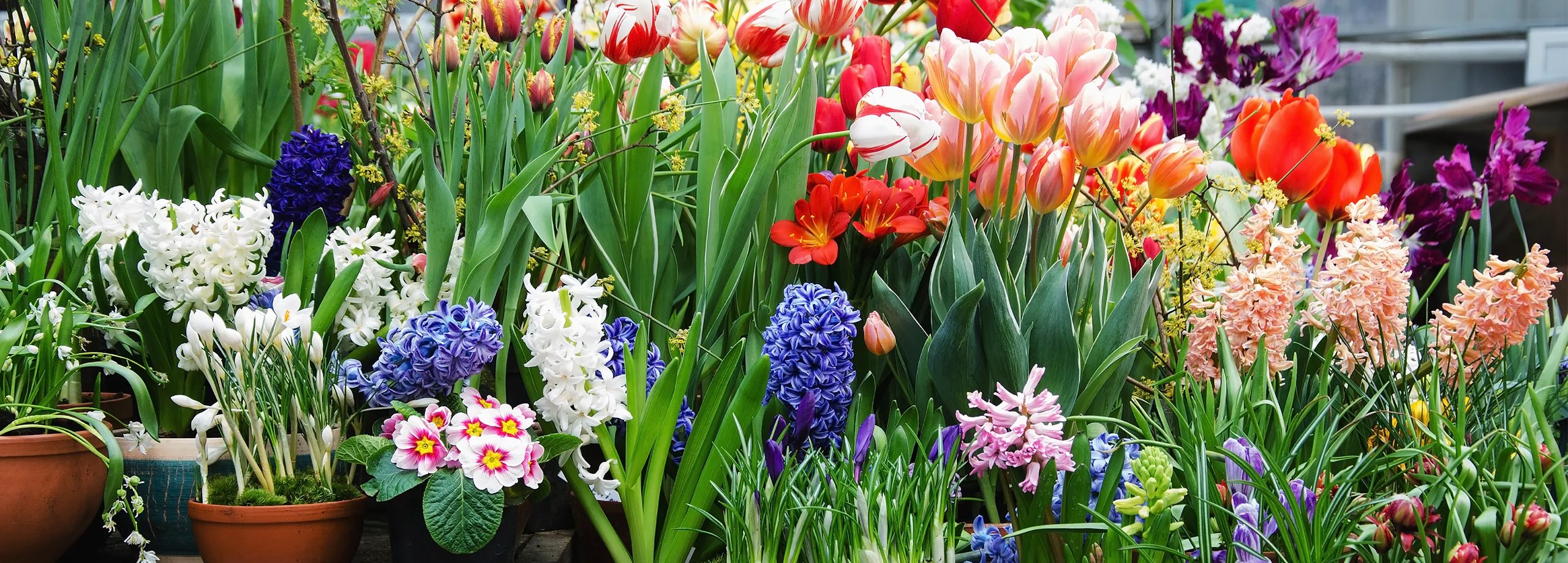 Frühlingsblumen im Topf