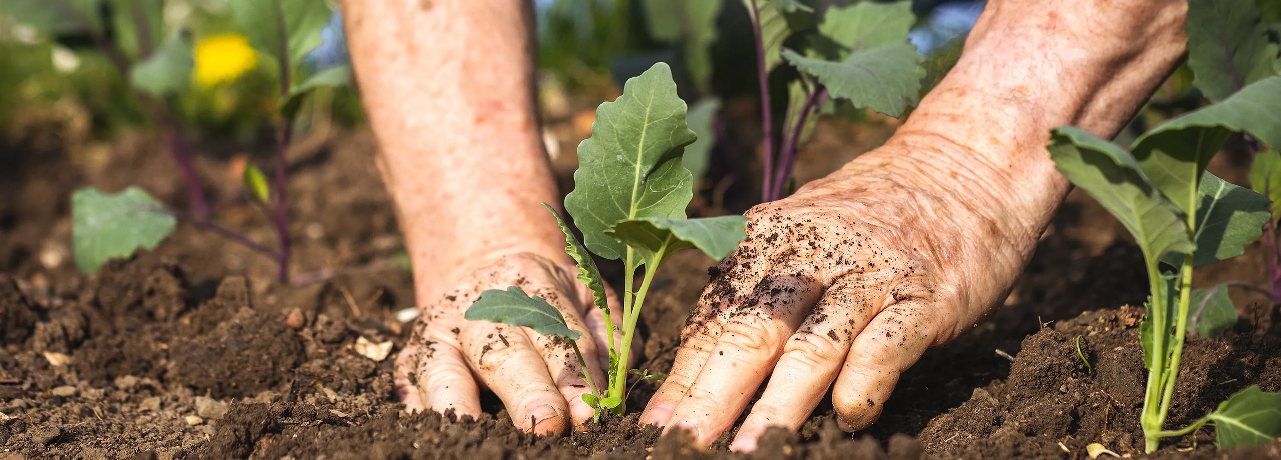 Gartentipps im Mai