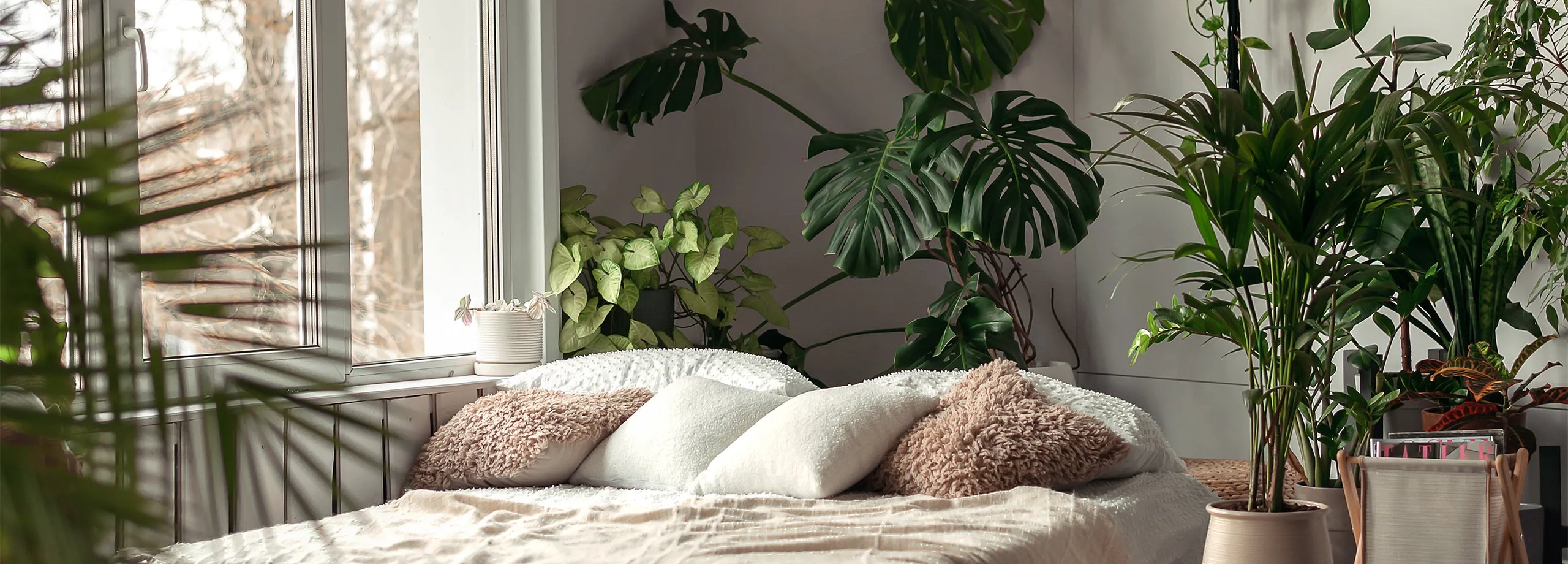 Top 10 Schlafzimmer-Pflanzen