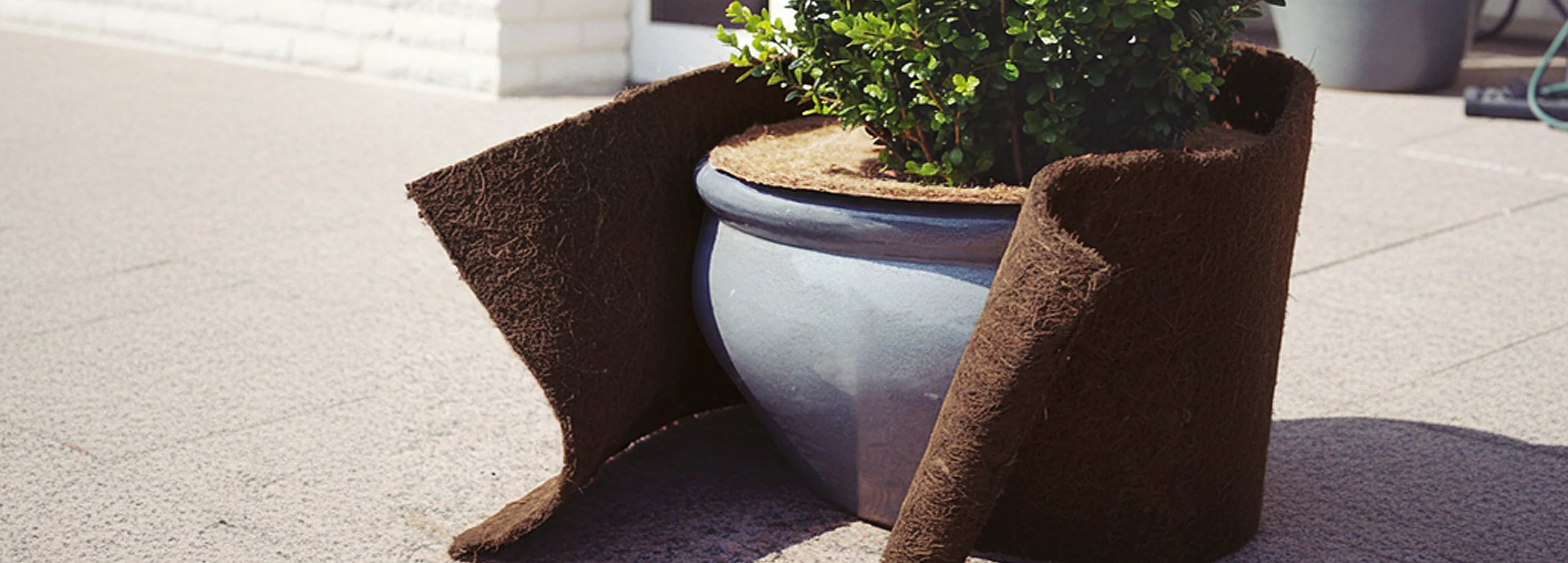 Gartentipps im Dezember