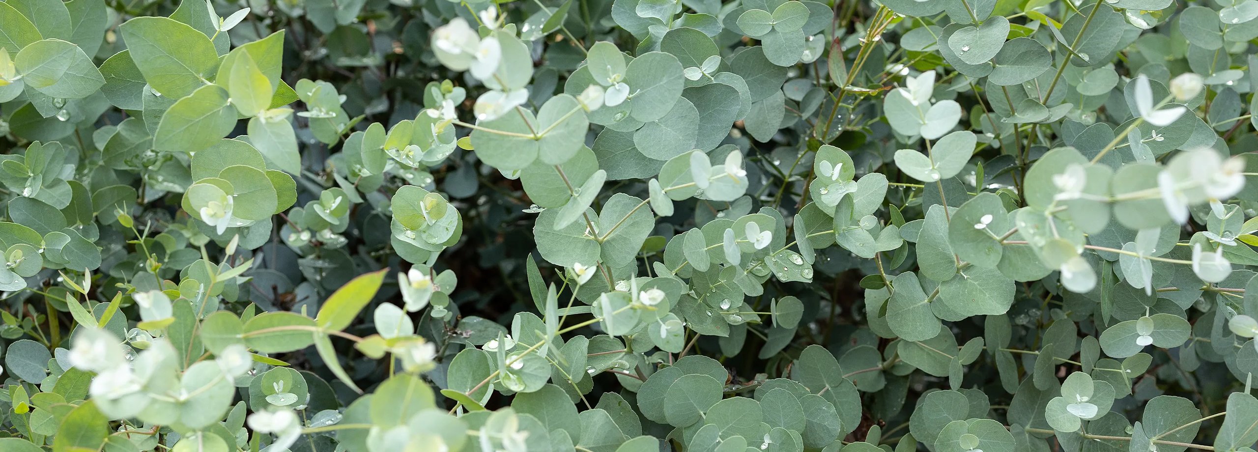 Eukalyptus pflegen