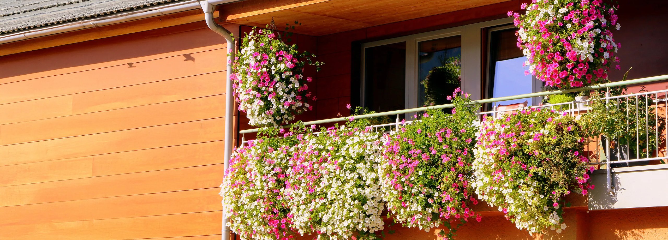Pflanzen als Sichtschutz auf dem Balkon