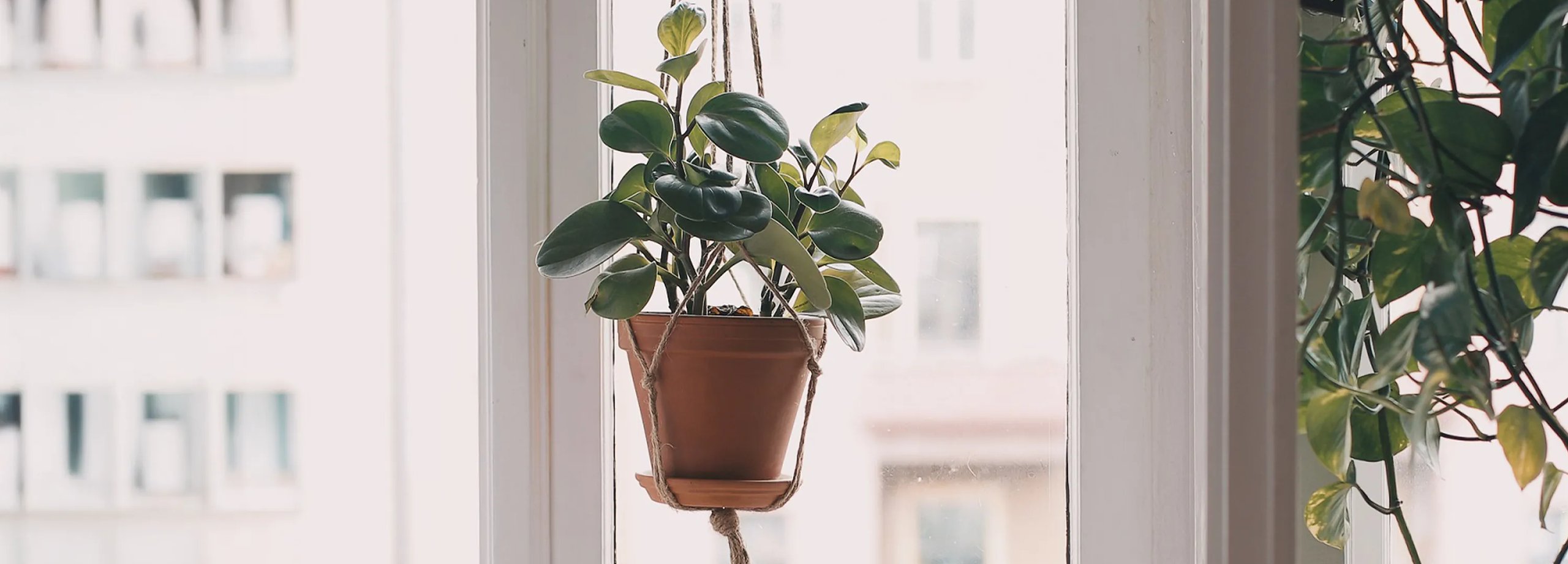 Einfache Anleitung für eine Makramee-Blumenampel