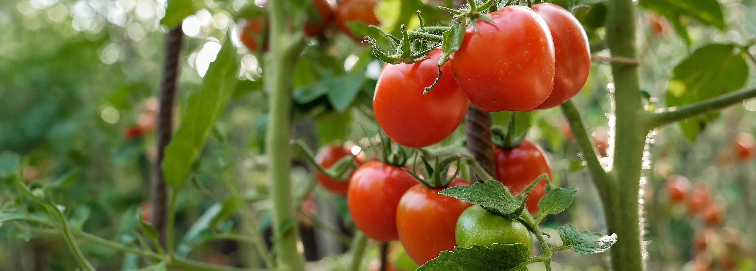 Tomaten ausgeizen