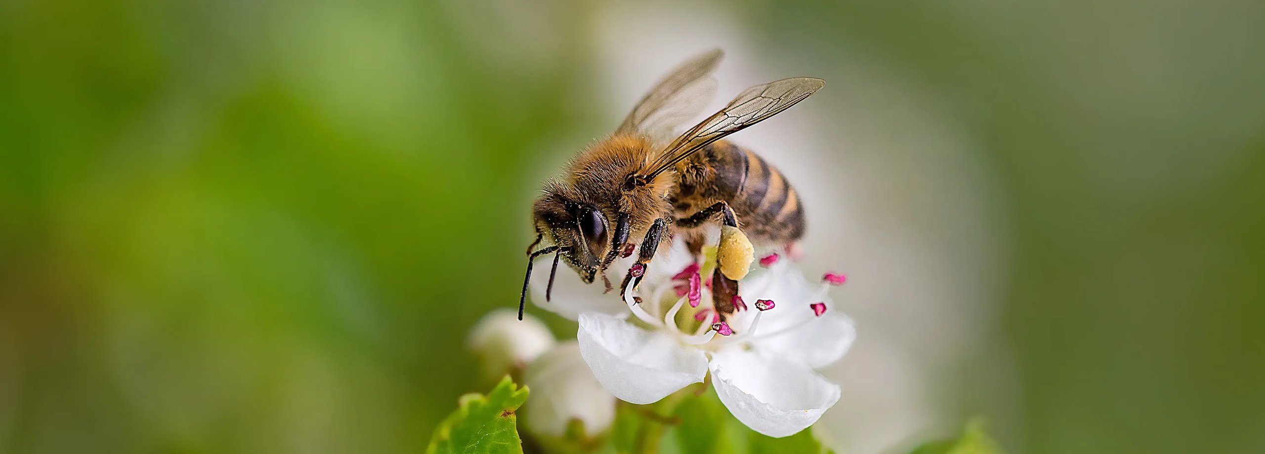 Bienenfreundlicher Garten inklusive Staudenbeet
