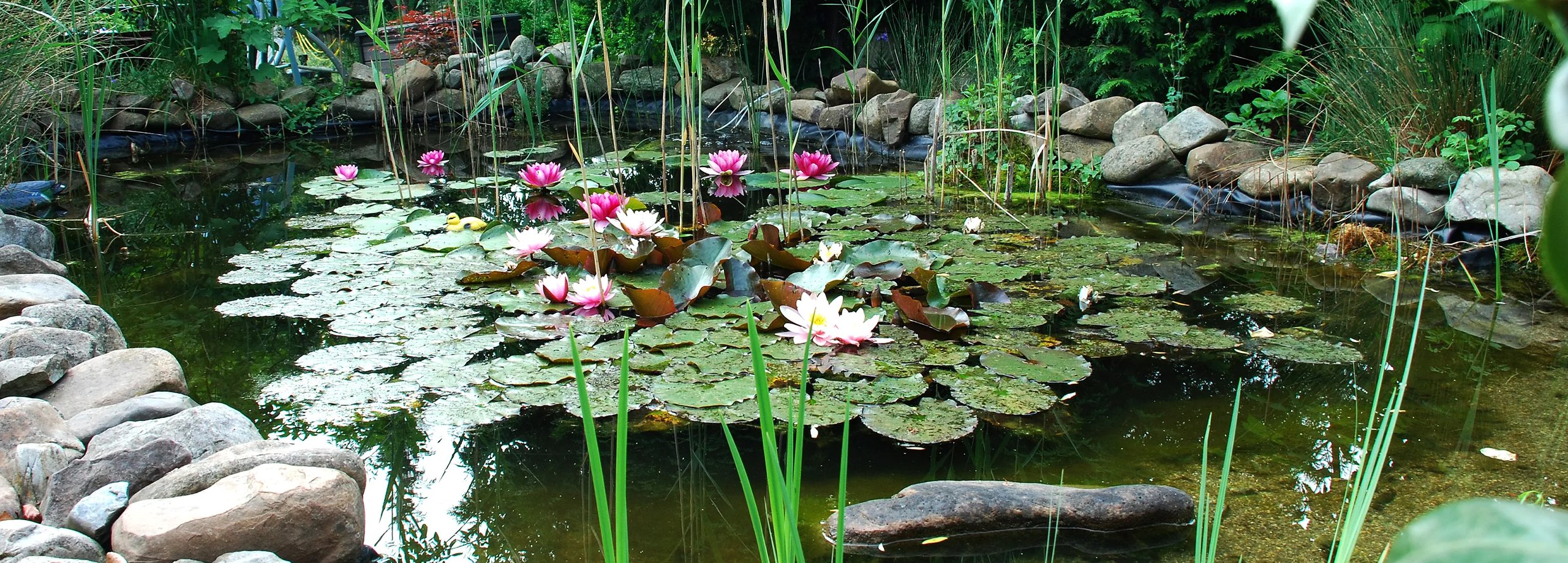 Gartenteich anlegen