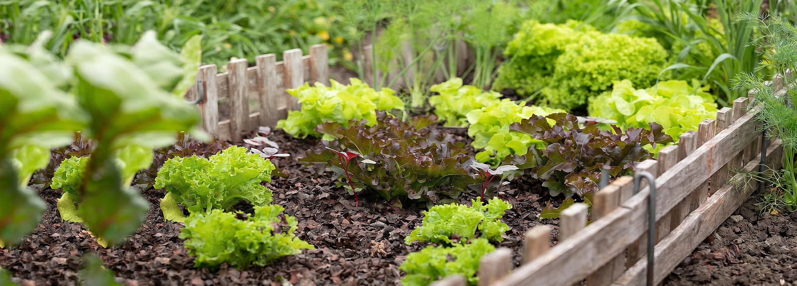 Salat frisch aus dem Garten