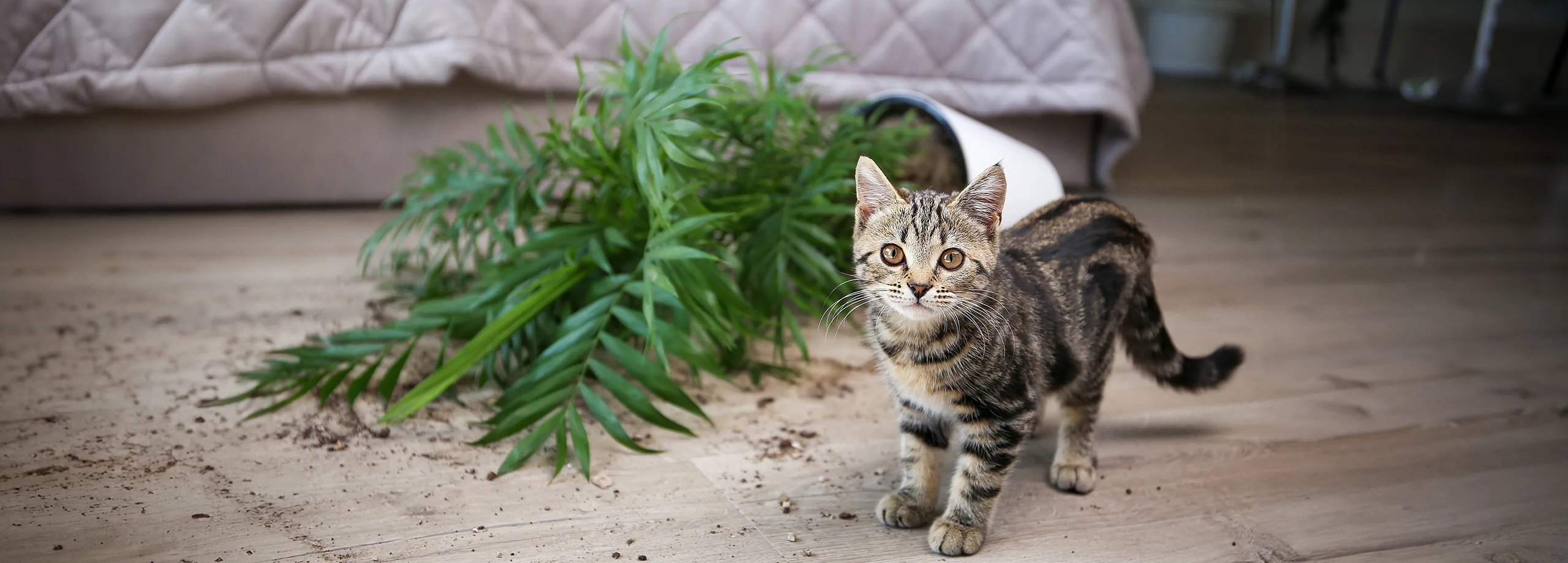 15 ungiftige Zimmerpflanzen für Katzen