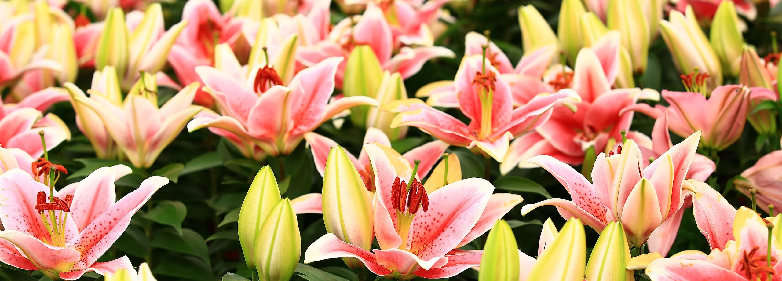 Lilien richtig pflegen