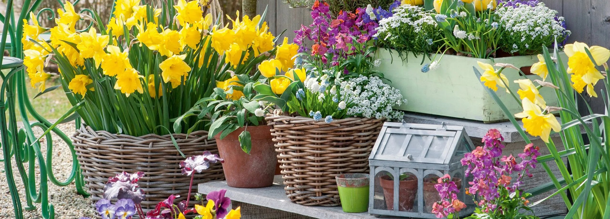 Frühlingsblumen im Topf