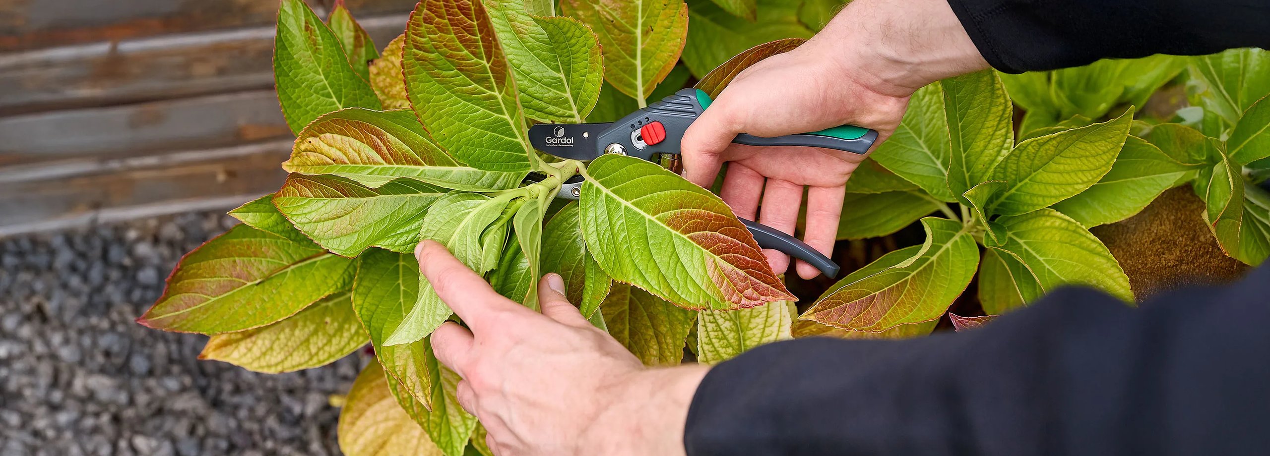 Tipps & Ideen für Ihren Garten