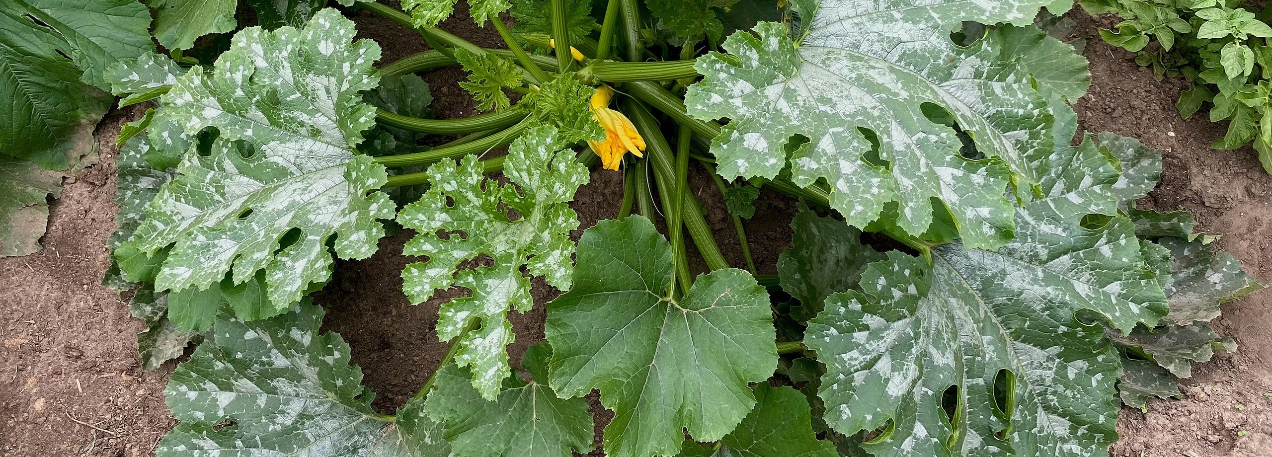 8 Krankheiten & Schädlinge im Gemüsegarten