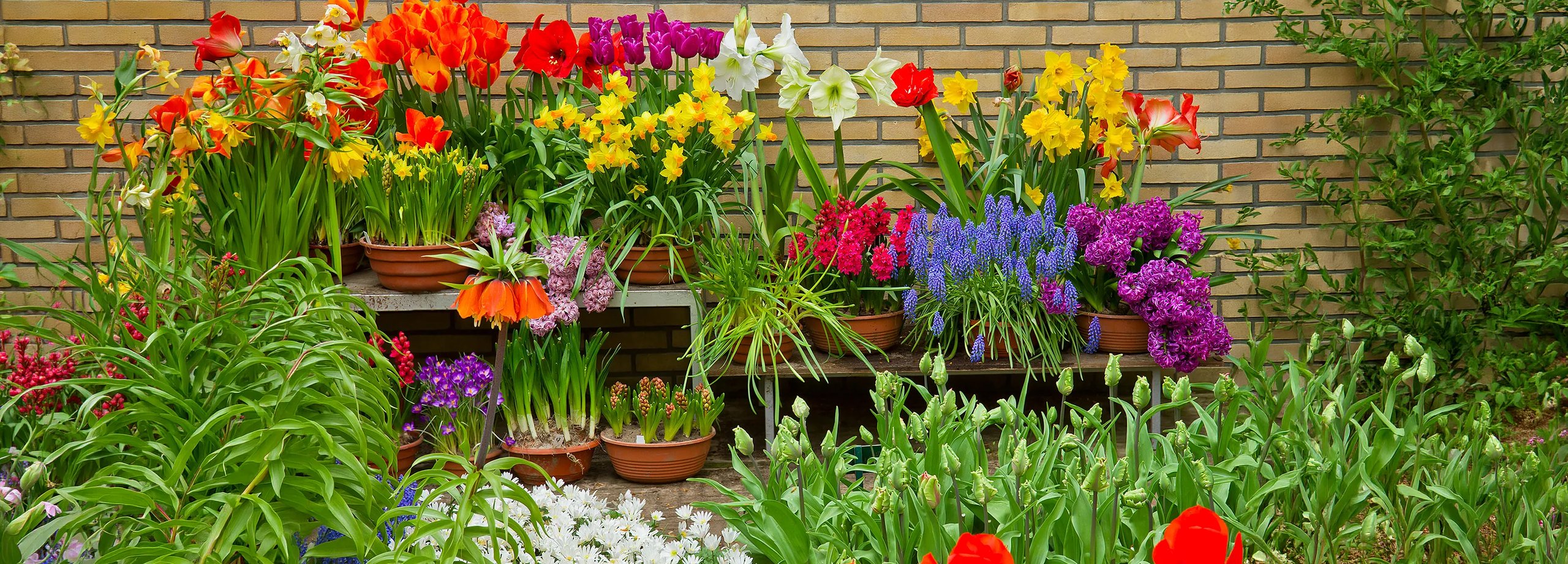 Bunte Frühlingsblumen