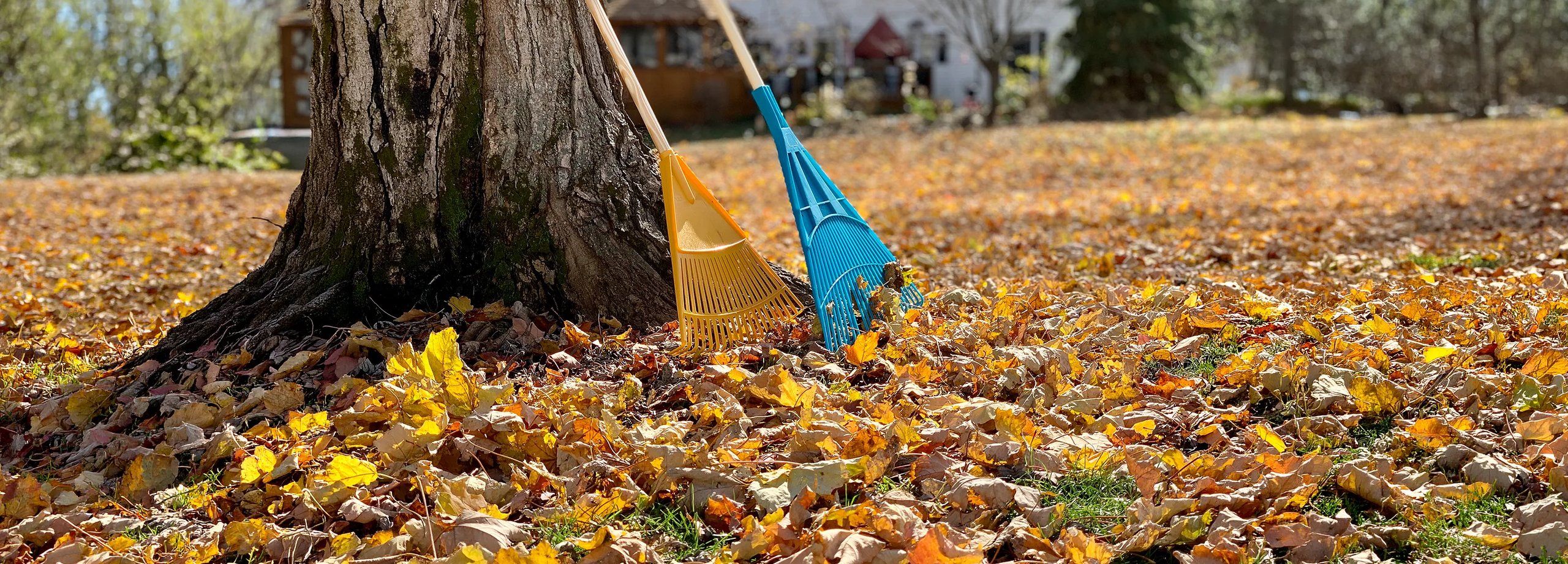 Rasenpflege im Herbst