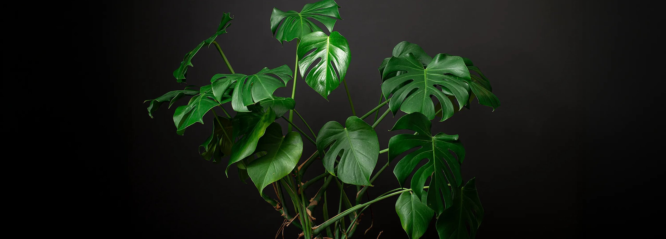 monstera a koty Split Leaf Monstera