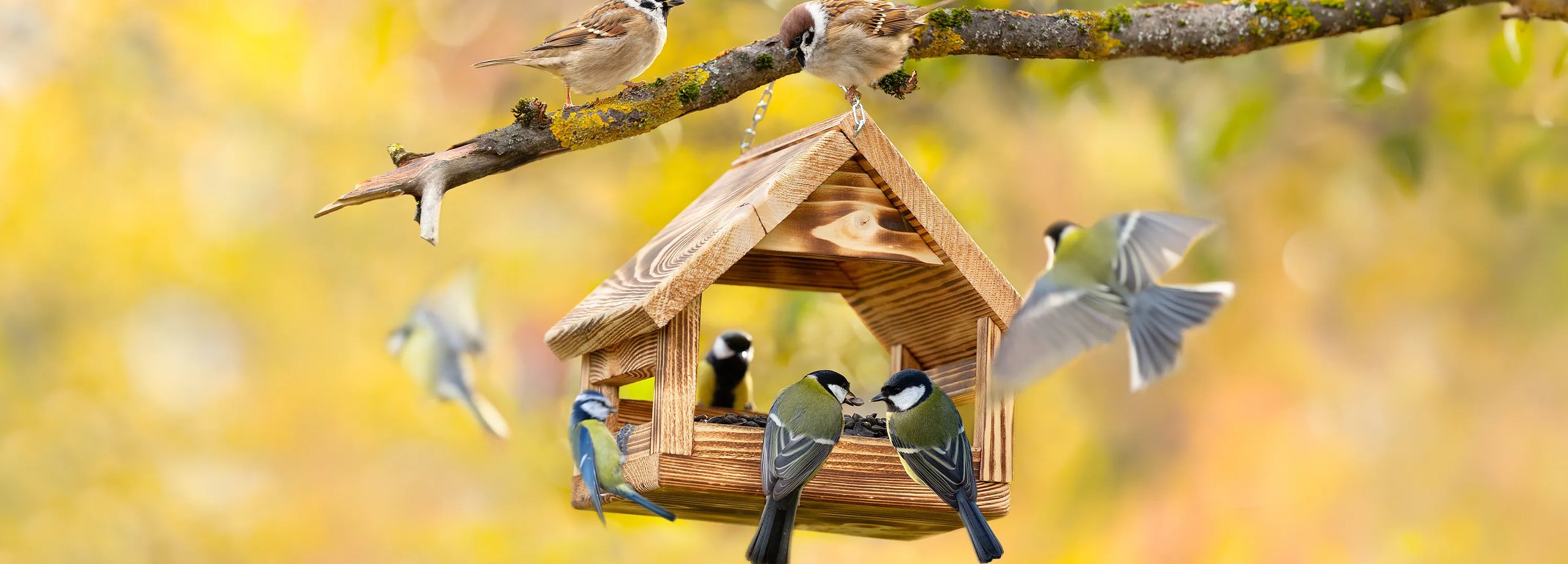 Tier- & Insektenwelt gestalten