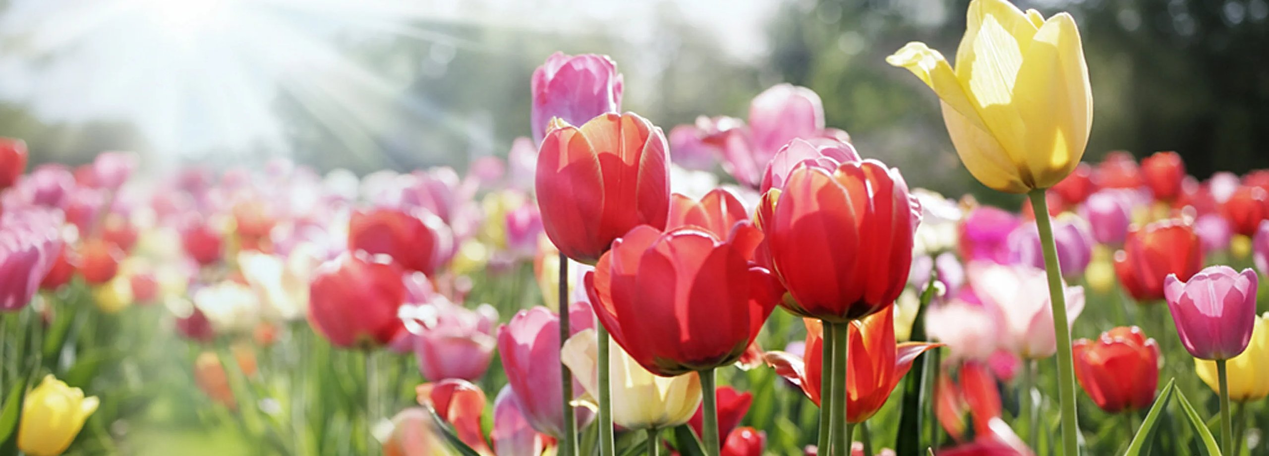 Gartentipps im April
