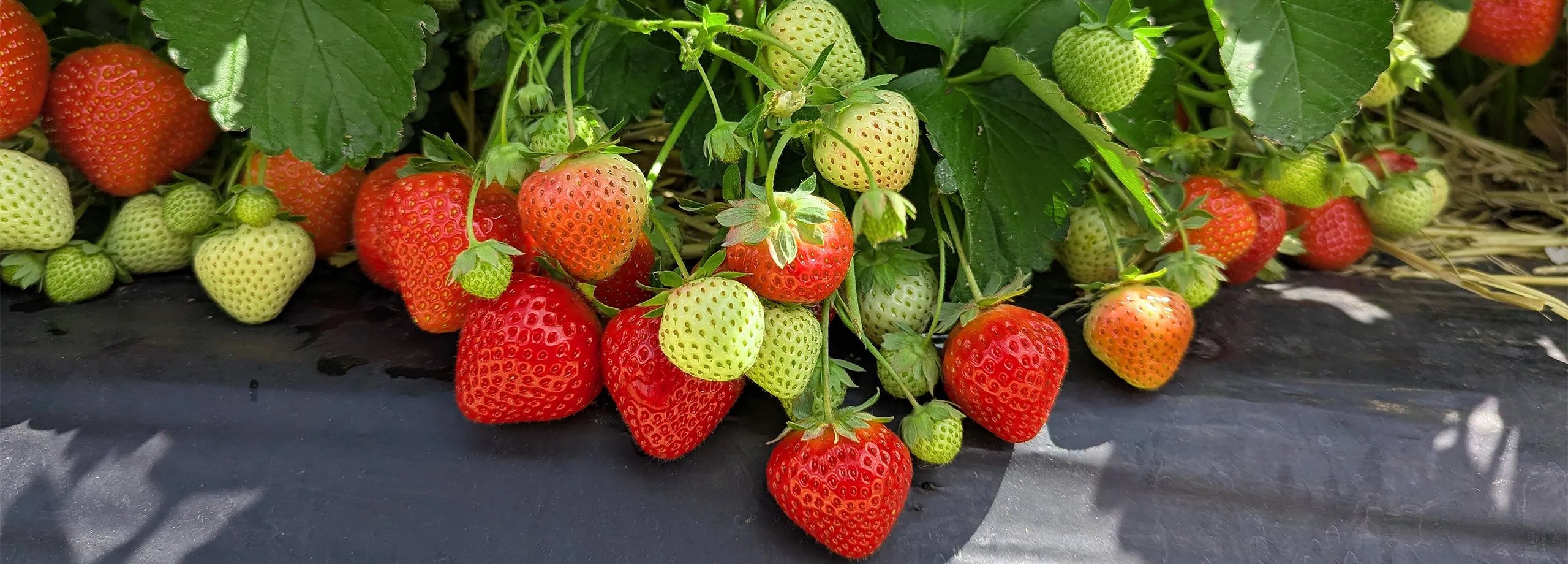 Erdbeeren pflegen