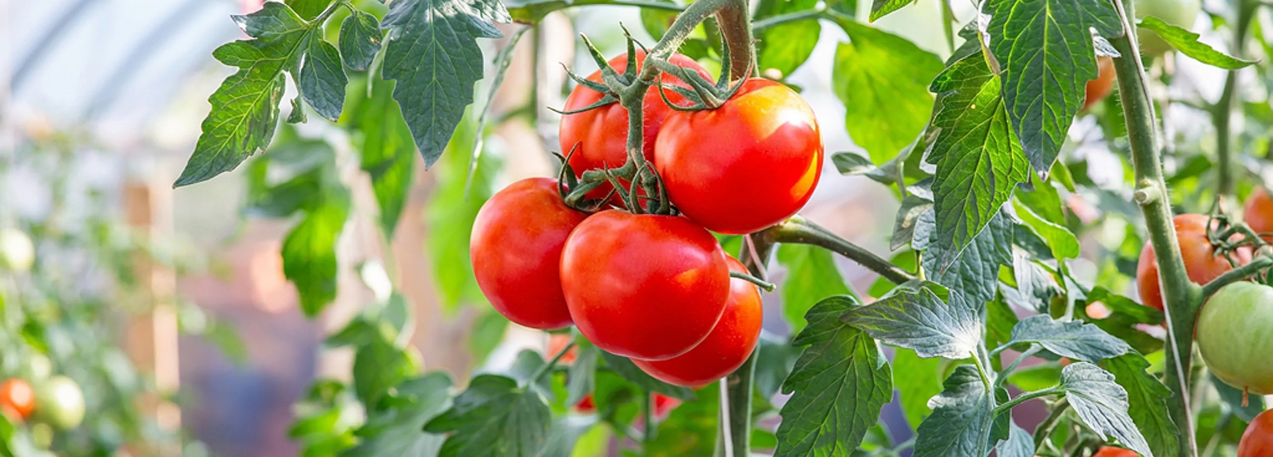 Tomatenkrankheiten & Schädlinge