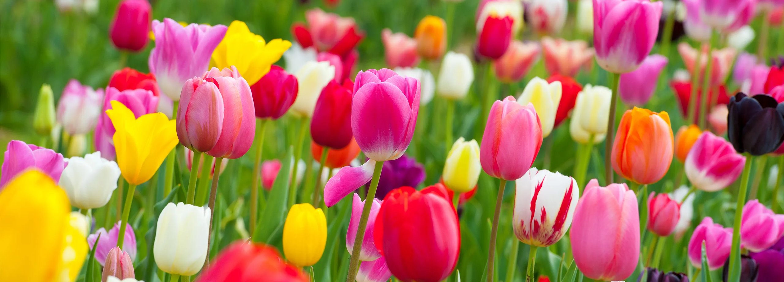 Tulpen pflanzen