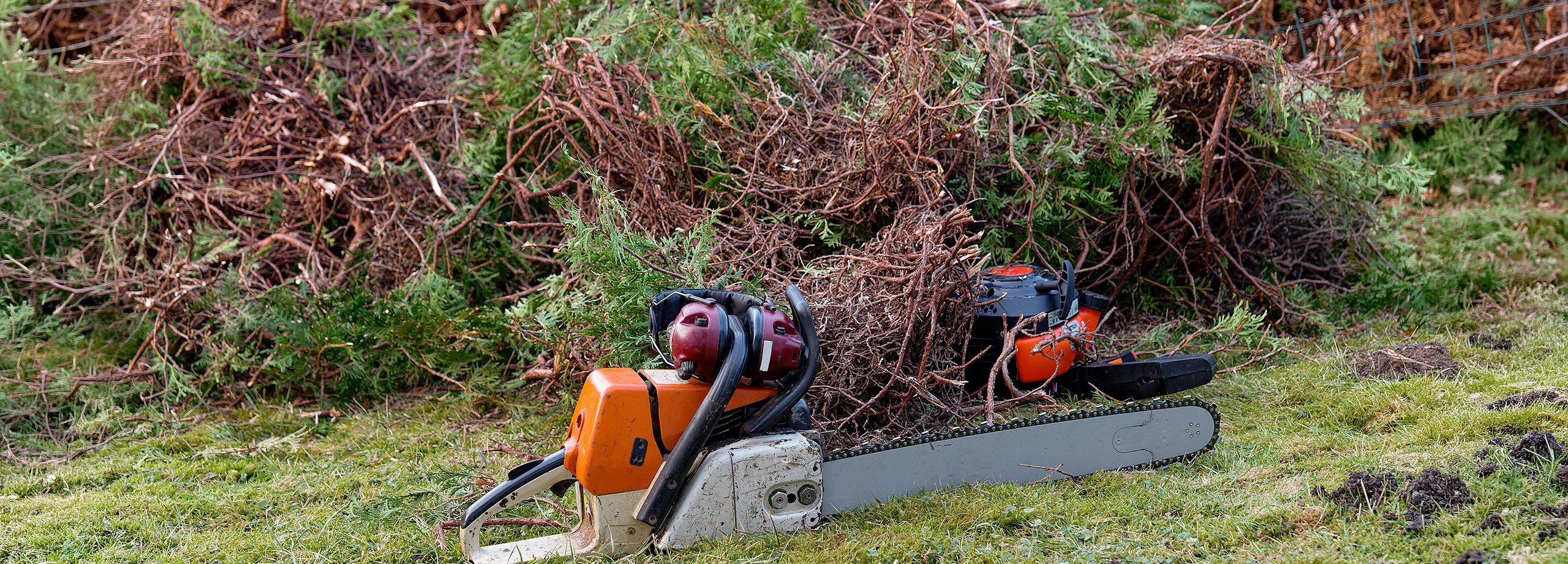 Hecke entfernen: Anleitung, Zeitpunkt und Rechtliches
