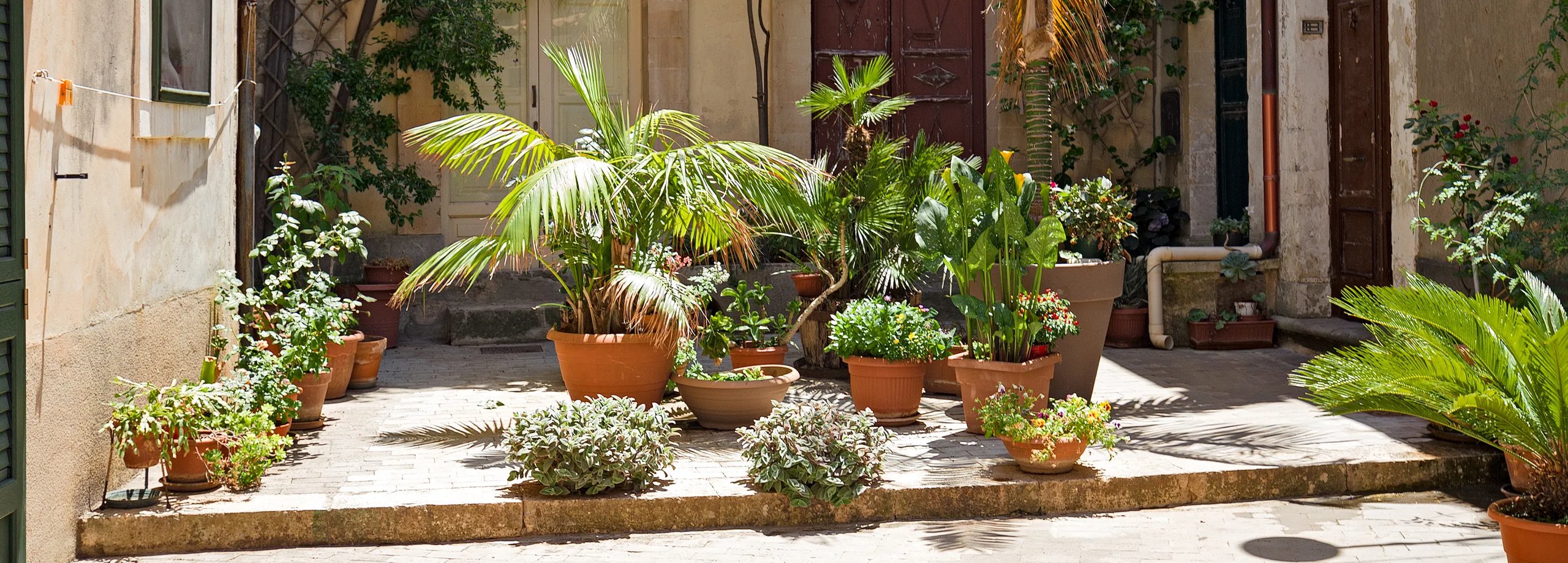 Mediterrane Kübelpflanzen