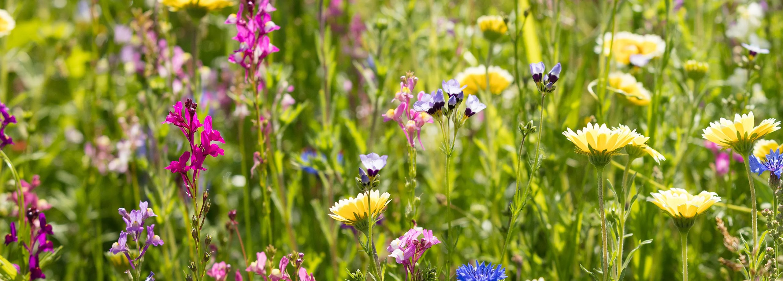 Frische Wildkräuter