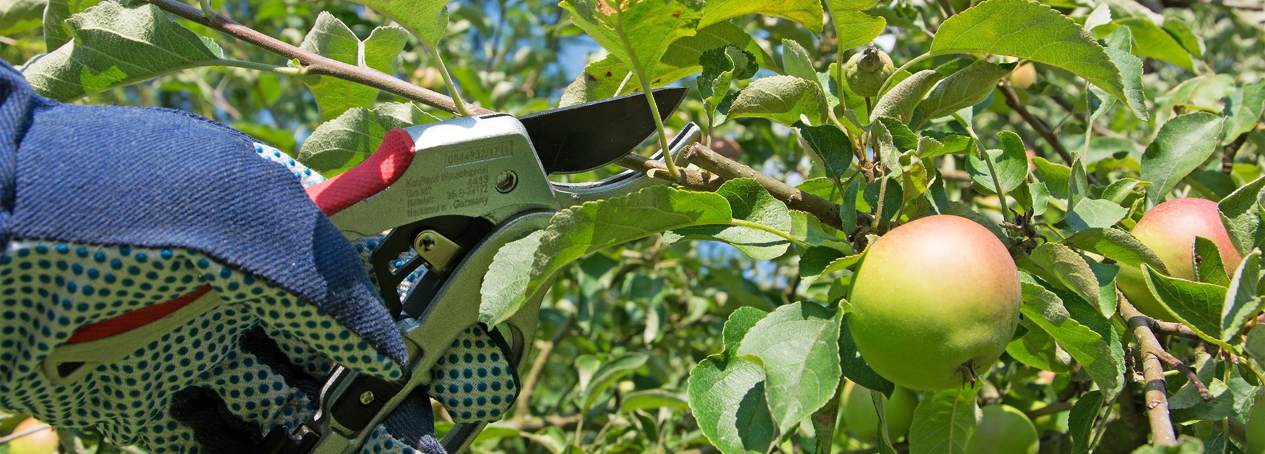Obstbaum schneiden